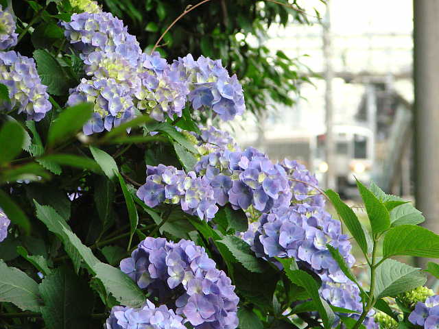 飛鳥山公園の紫陽花　あじさい　写真