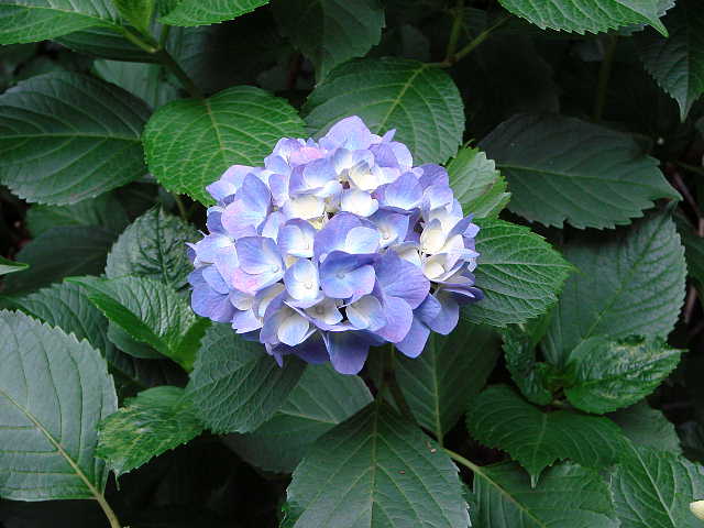 飛鳥山公園の紫陽花　あじさい　写真
