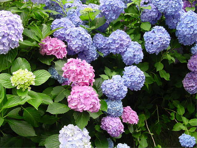 鎌倉　成就院の紫陽花　あじさい　写真