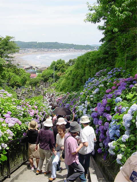 鎌倉　成就院の紫陽花　あじさい　写真