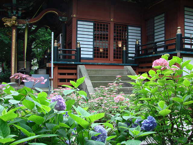 王子稲荷神社の紫陽花　あじさい　写真