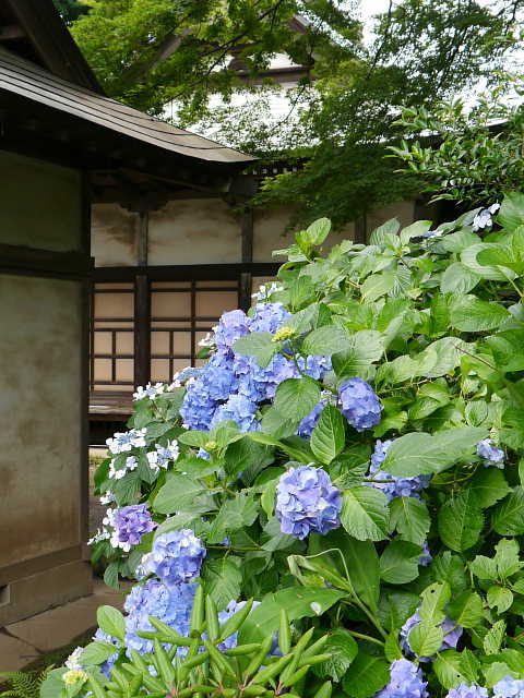 所沢　東福寺の紫陽花　あじさい　写真