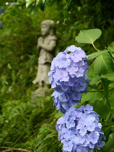 所沢　東福寺の紫陽花　あじさい　写真