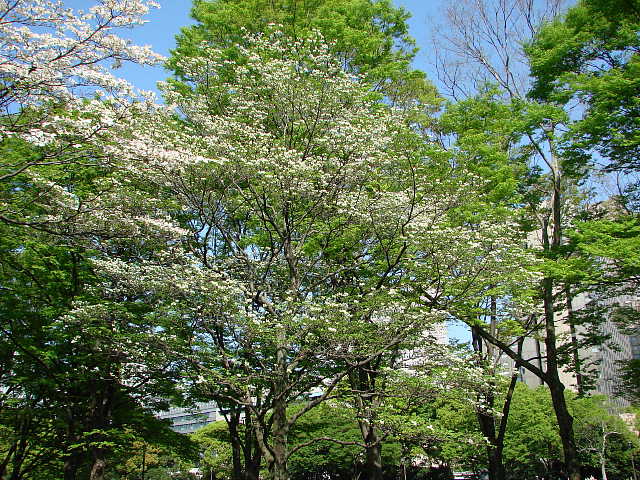 日比谷公園　ハナミズキの林　花水木　写真