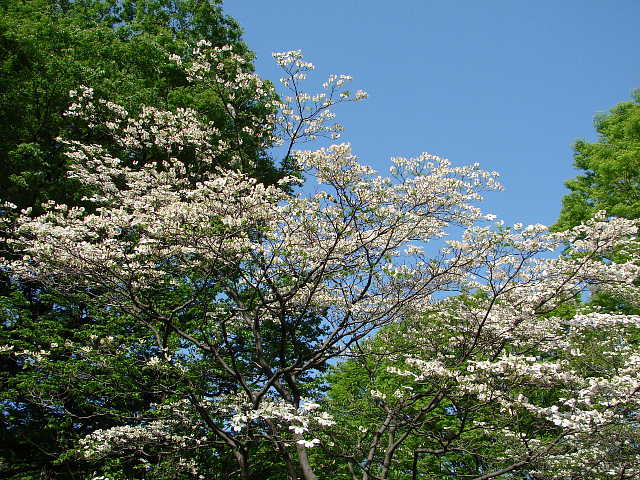 日比谷公園　ハナミズキの林　花水木　写真