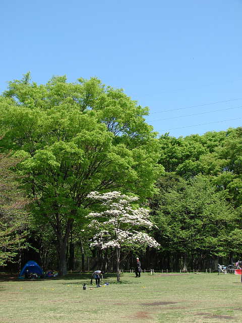 小金井公園　こどもの広場のハナミズキ　写真