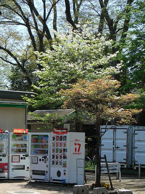 小金井公園　自販機の脇のハナミズキ　写真