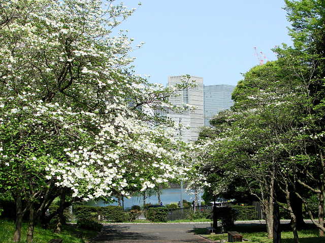 国会前庭　北側　洋風庭園内　ハナミズキ　花水木　写真