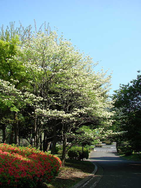 国会前庭　北側　洋風庭園内　ハナミズキ　花水木　写真