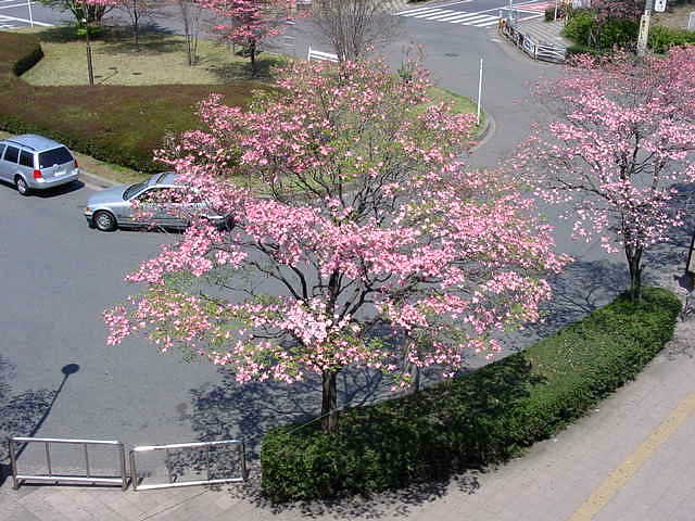 小手指駅前　花水木　写真 15.April.2001