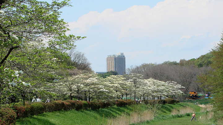 武蔵野公園　ハナミズキ　白　花水木　写真