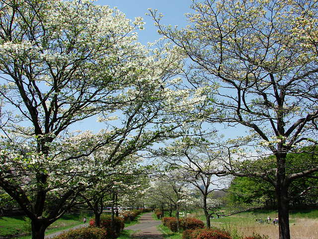 武蔵野公園　ハナミズキ　白　花水木　写真