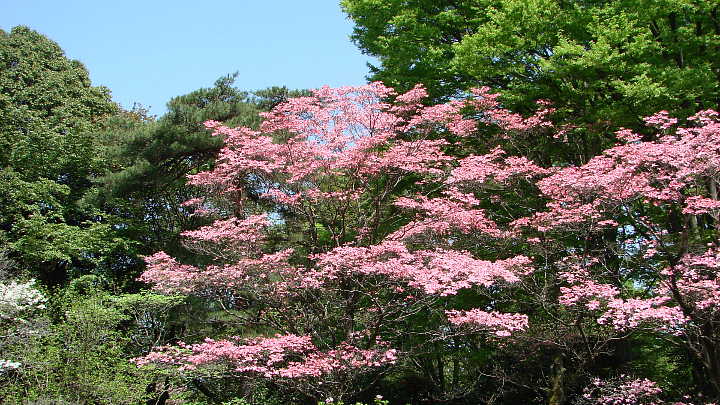 武蔵野公園　ハナミズキ　紅　花水木　写真