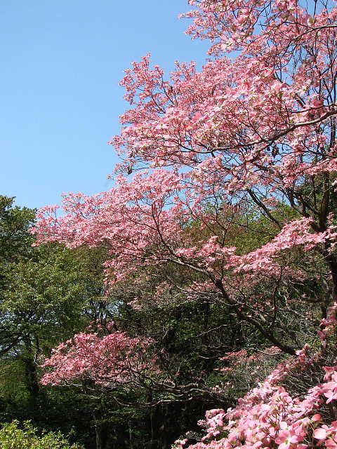 武蔵野公園　ハナミズキ　紅　花水木　写真