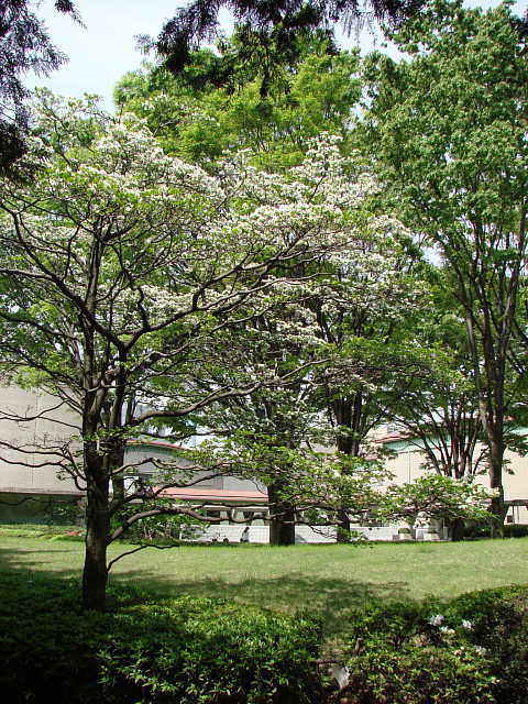 世田谷美術館周辺　花水木　写真