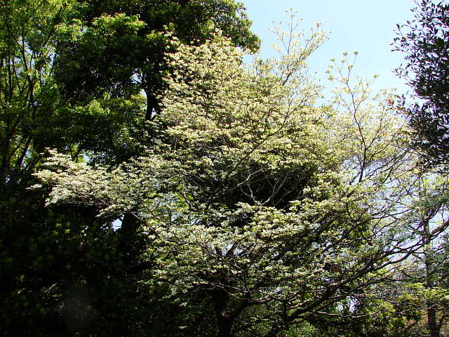 国営昭和記念公園　花水木　写真