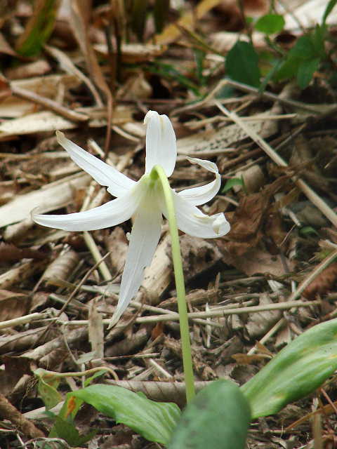 清水山憩いの森 白いカタクリの花 写真 拡大　画像Click