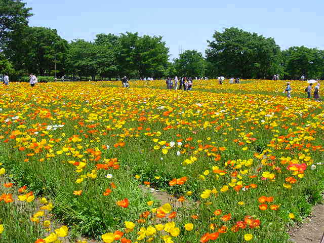 国営昭和記念公園のポピー　写真