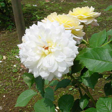 神代植物園　薔薇　写真