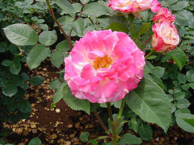 神代植物園　薔薇　写真