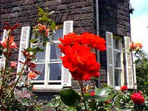 旧古河庭園の薔薇　ばら　写真