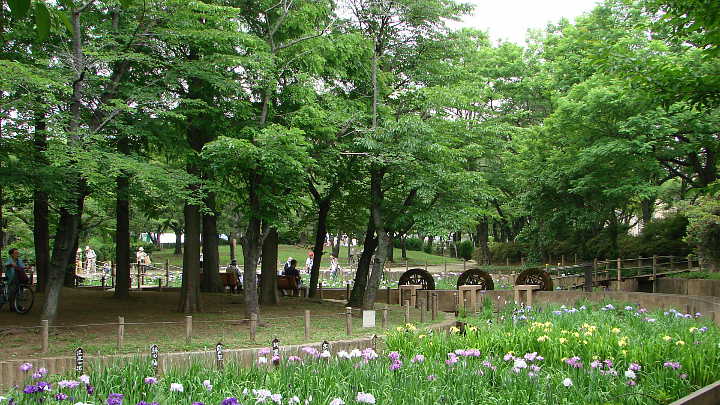 しょうぶ沼公園の花菖蒲 写真