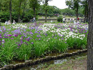 水元公園の花菖蒲　写真