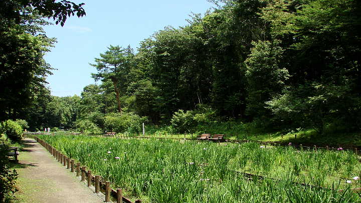 智光山公園の花菖蒲 写真