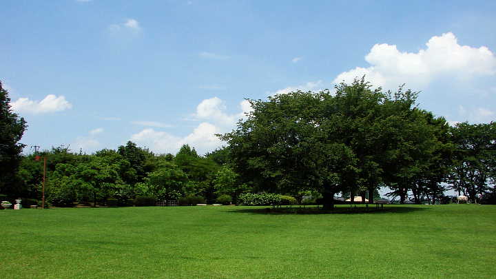 智光山公園の花菖蒲 写真